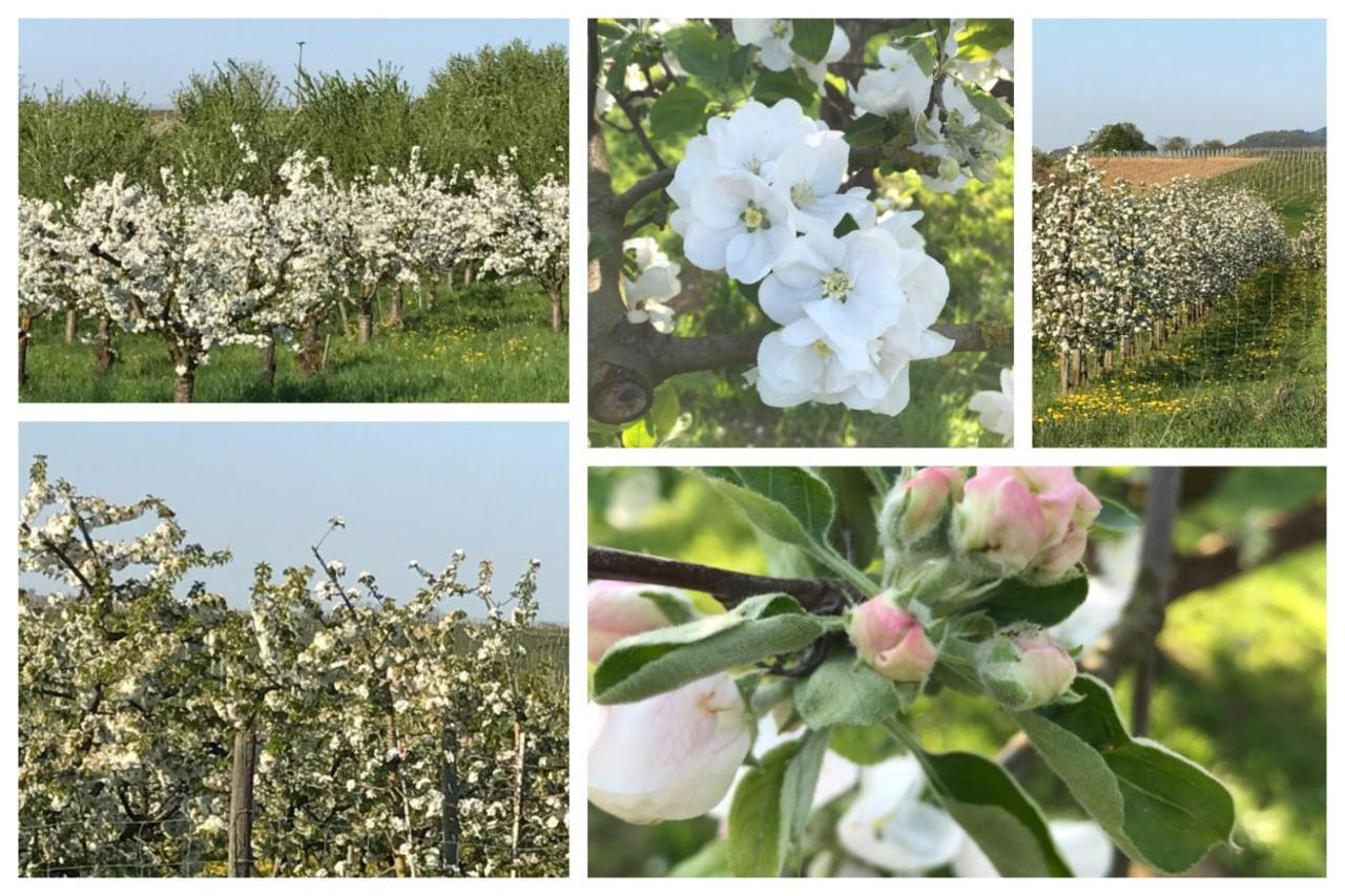 Krone Britzingen Mullheim  Exteriör bild